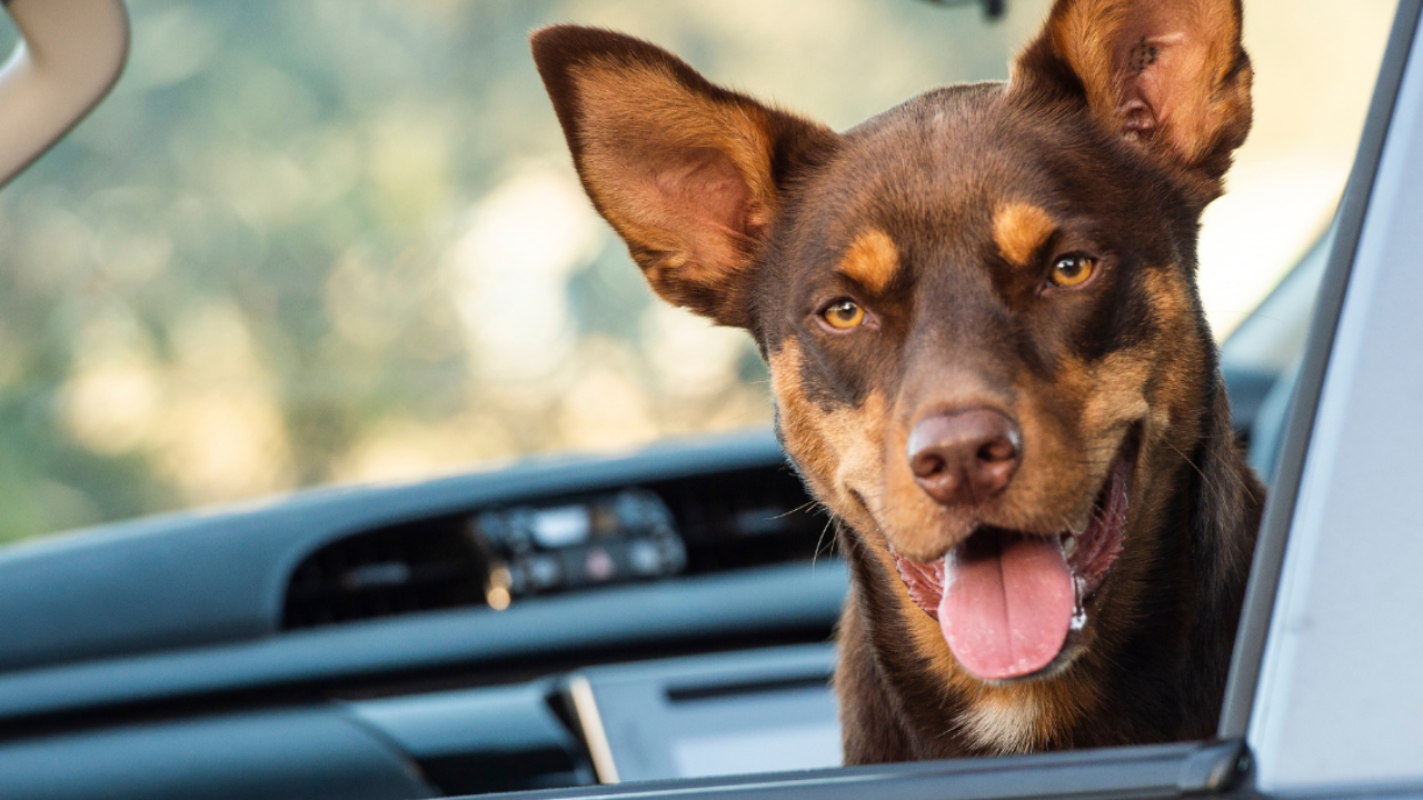 Keeping Your Car Clean: Tackling Pet Hair and Dander with Undercar Experts