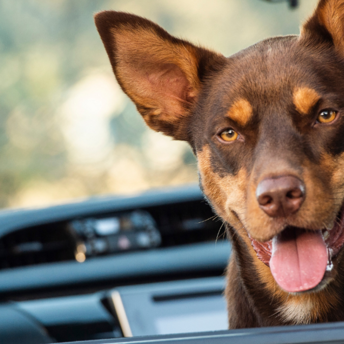 Keeping Your Car Clean: Tackling Pet Hair and Dander with Undercar Experts